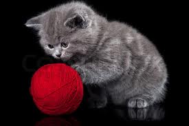 catwithyarn